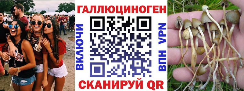 Псилоцибиновые грибы Cubensis  Купить закладки  Горно-Алтайск 